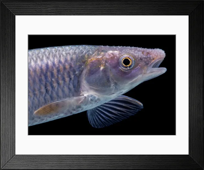 Framed Print : Whitetail Shiner (Cyprinella galactura)