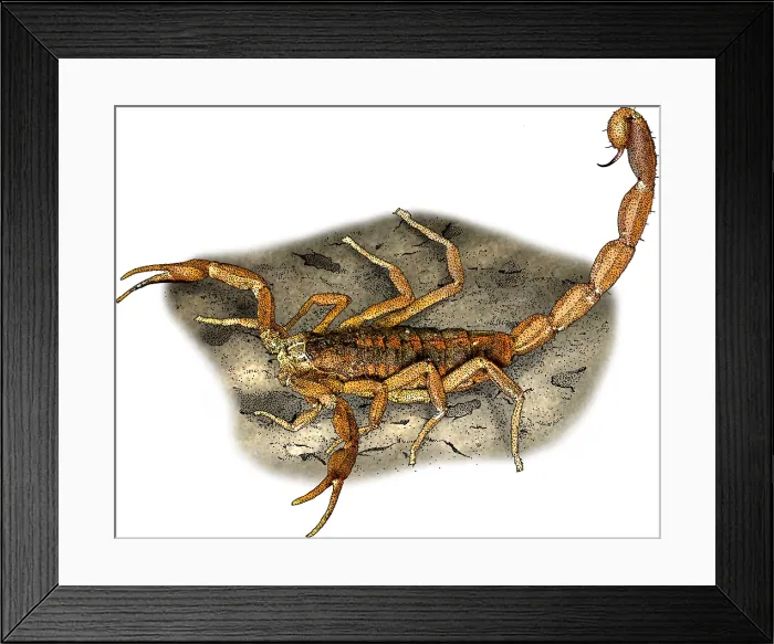 Framed Print : Striped bark scorpion Framed Print : Striped bark scorpion