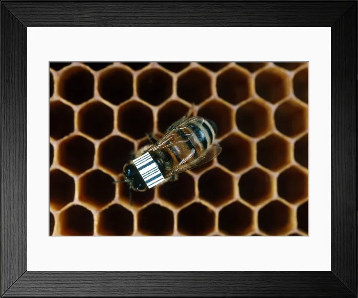 Framed Print : Bar-coded Honeybee