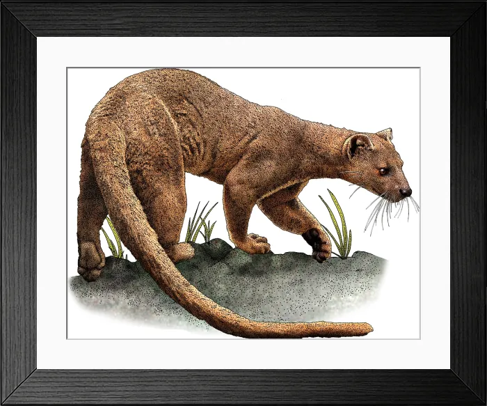 Framed Print : Fossa. Illustration of a Fossa (Cryptoprocta ferox) Framed Print : Fossa. Illustration of a Fossa (Cryptoprocta ferox)