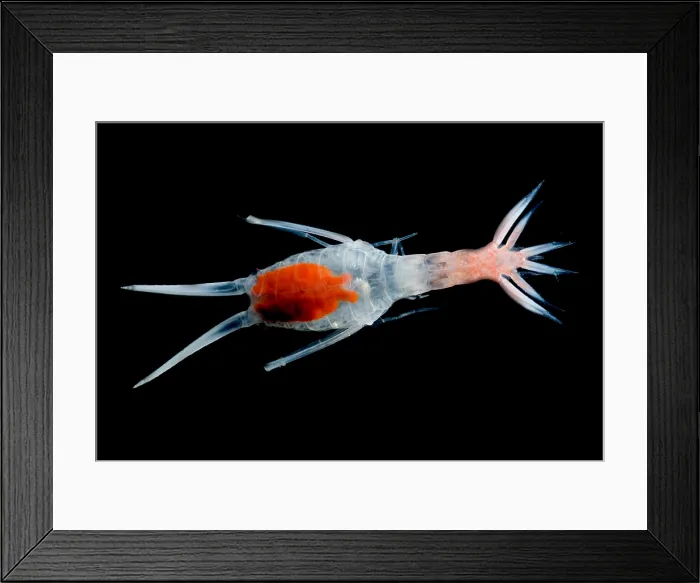 Framed Print : Mesopelagic Amphipod Framed Print : Mesopelagic Amphipod