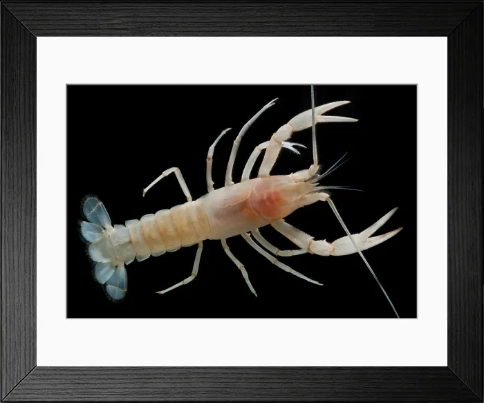 Framed Print : Mammoth Cave Crayfish Framed Print : Mammoth Cave Crayfish