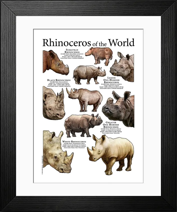 Framed Print : Rhinoceros of the World Framed Print : Rhinoceros of the World
