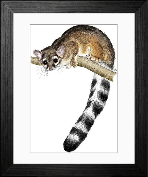 Framed Print : Ringtail Cat