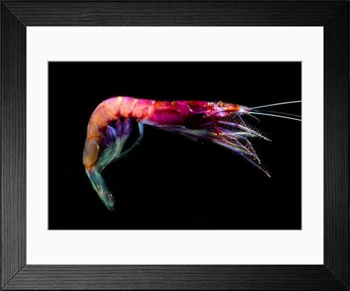 Framed Print : Shrimp (Sergia grandis) Framed Print : Shrimp (Sergia grandis)