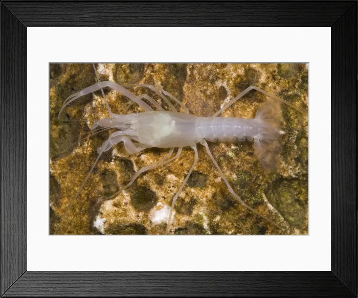 Framed Print : McLane's Cave Crayfish Framed Print : McLane's Cave Crayfish