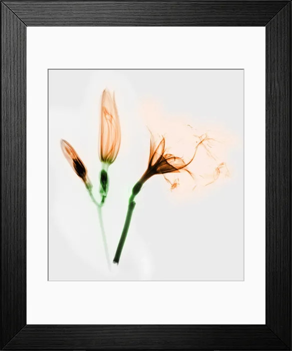 Framed Print : Colorized X-ray of Daylilies Framed Print : Colorized X-ray of Daylilies