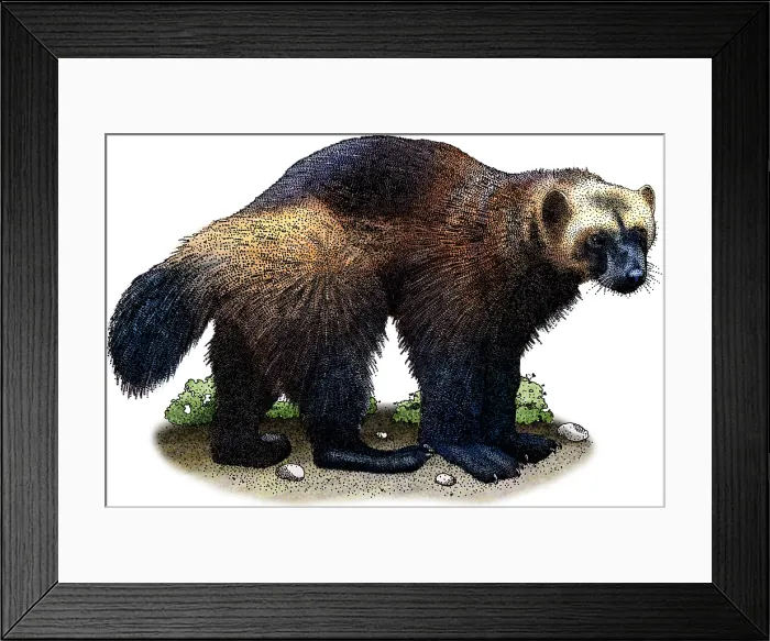 Framed Print : Wolverine. Art illustration of a Wolverine (Gulo gulo) Framed Print : Wolverine. Art illustration of a Wolverine (Gulo gulo)