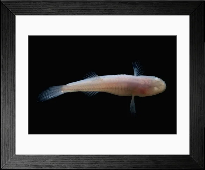 Framed Print : Southern Cave Fish