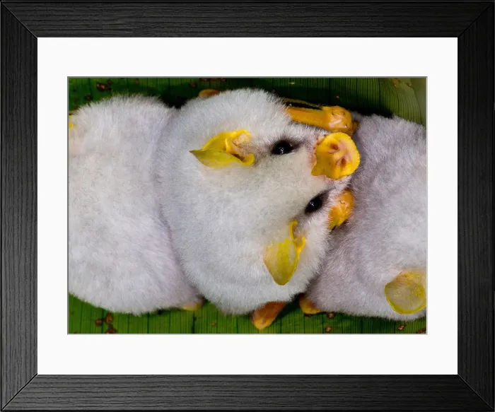 Framed Print : Honduran White Bats