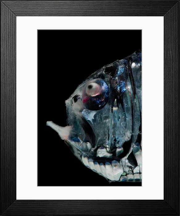 Framed Print : Tropical Hatchetfish