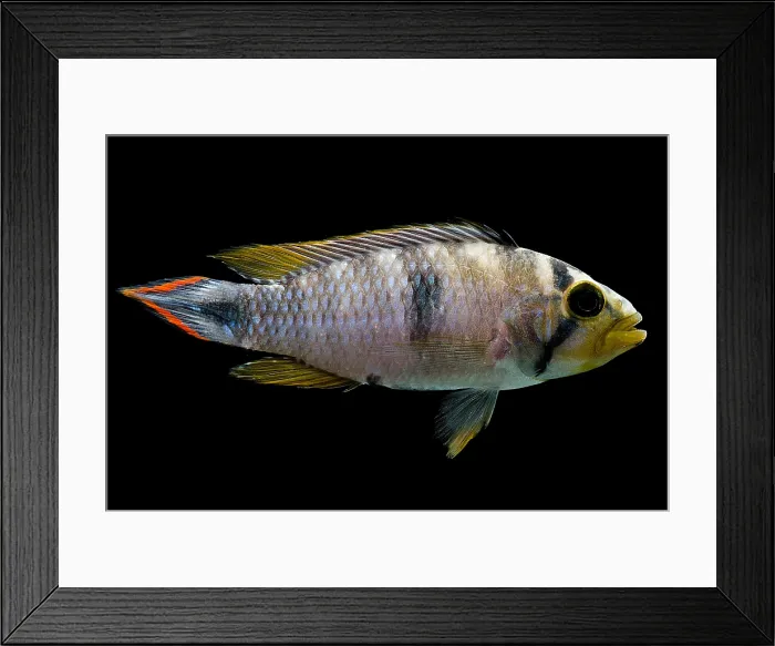 Framed Print : Pandurini Apistogramma Framed Print : Pandurini Apistogramma