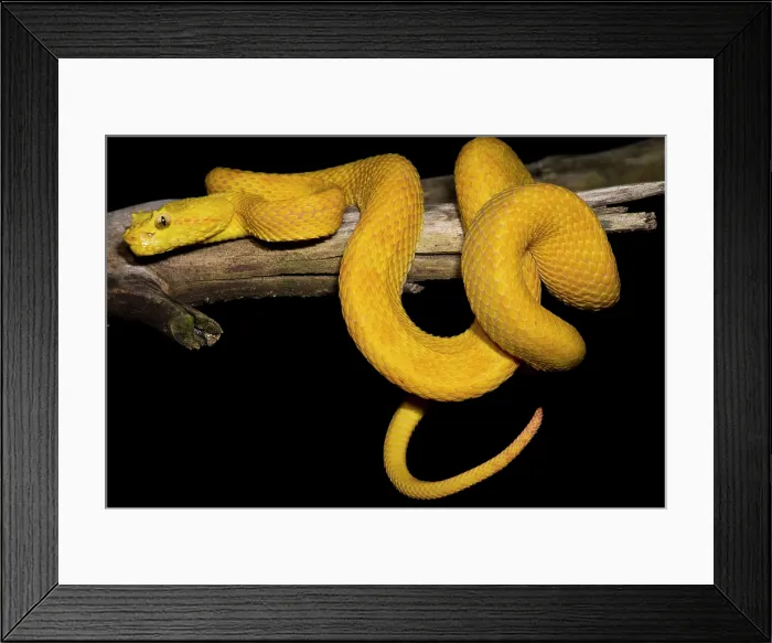 Framed Print : Eyelash Palm Pit Viper
