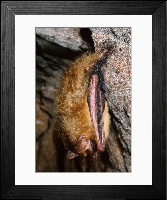 Framed Print : Eastern Pipistrelle Bat Framed Print : Eastern Pipistrelle Bat