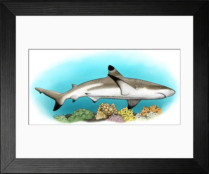 Framed Print : Black-Tipped Reef Shark
