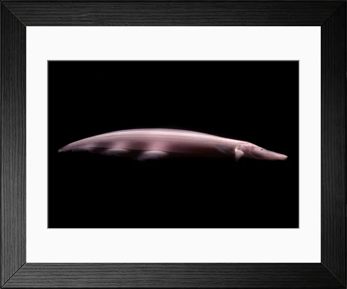 Framed Print : Pink Dolphin Knifefish Framed Print : Pink Dolphin Knifefish
