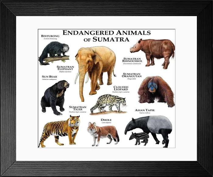 Framed Print : Endangered Animals of Sumatra Framed Print : Endangered Animals of Sumatra