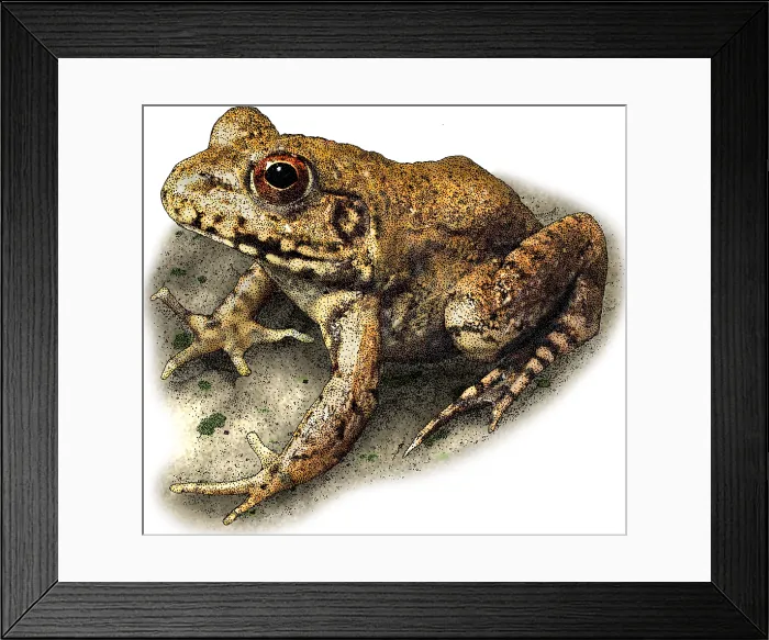 Framed Print : River Frog Framed Print : River Frog