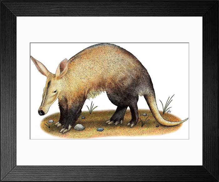 Framed Print : Aardvark. Illustration of an Aardvark (Orycteropus afer) Framed Print : Aardvark. Illustration of an Aardvark (Orycteropus afer)