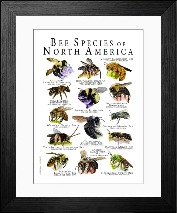 Framed Print : Bee Species of North America Framed Print : Bee Species of North America