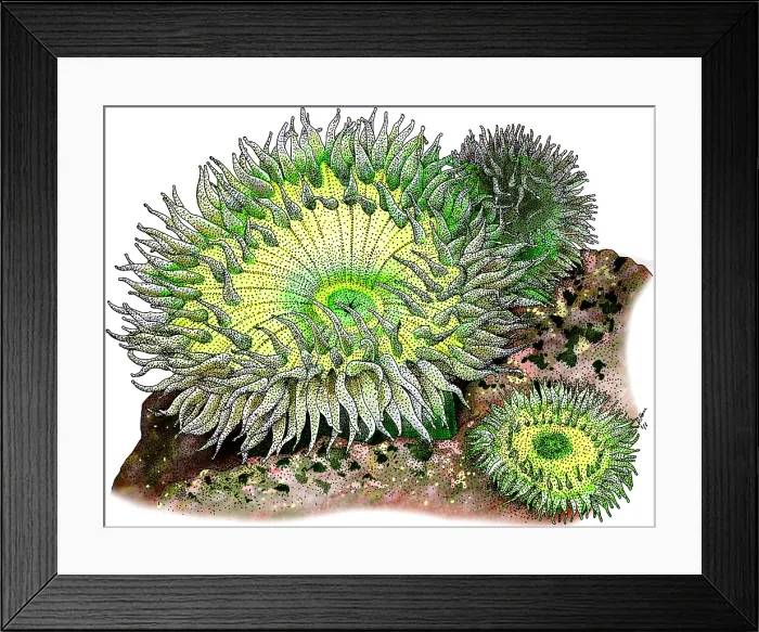Framed Print : Giant Green Sea Anemone Framed Print : Giant Green Sea Anemone