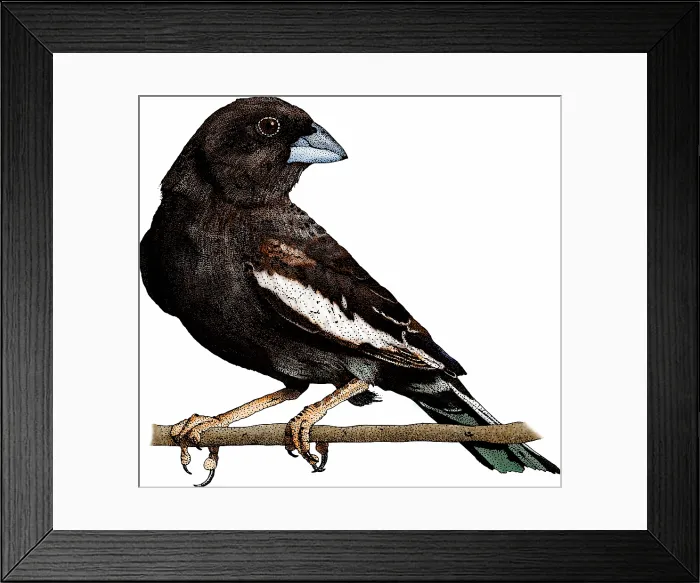 Framed Print : Lark bunting Framed Print : Lark bunting