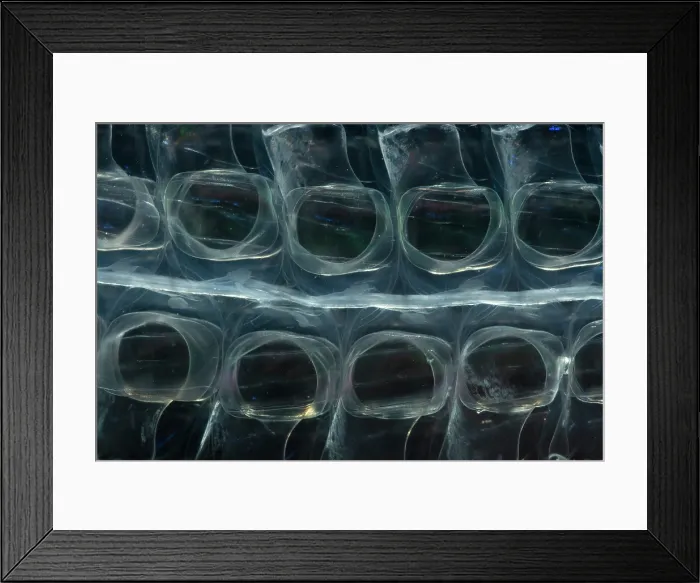 Framed Print : Siphonophore Colony Framed Print : Siphonophore Colony