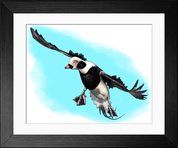 Framed Print : Long Tailed Duck