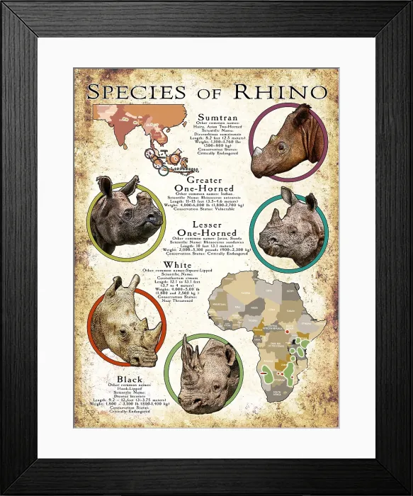 Framed Print : Species of Rhinoceros Framed Print : Species of Rhinoceros