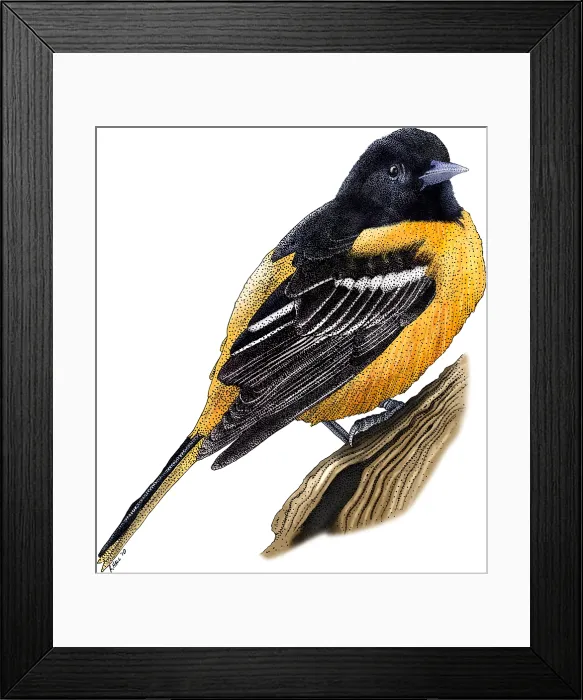 Framed Print : Baltimore Oriole Framed Print : Baltimore Oriole