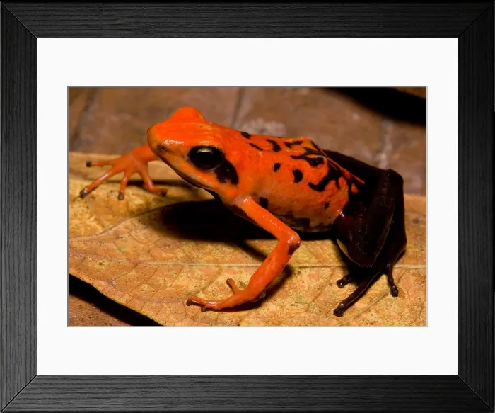 Framed Print : Silverstone's Poison Frog