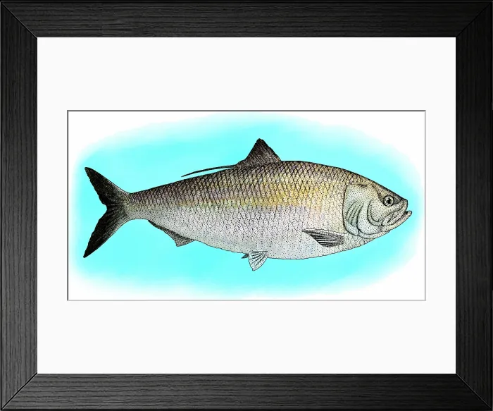 Framed Print : American shad Framed Print : American shad