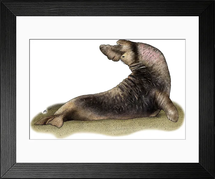 Framed Print : Northern Elephant Seal Framed Print : Northern Elephant Seal