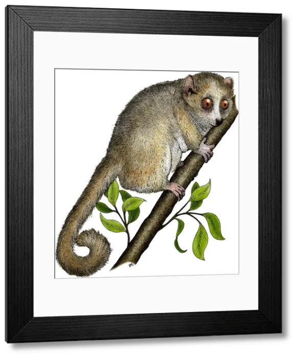 Framed Print : Gray Mouse Lemur Framed Print : Gray Mouse Lemur
