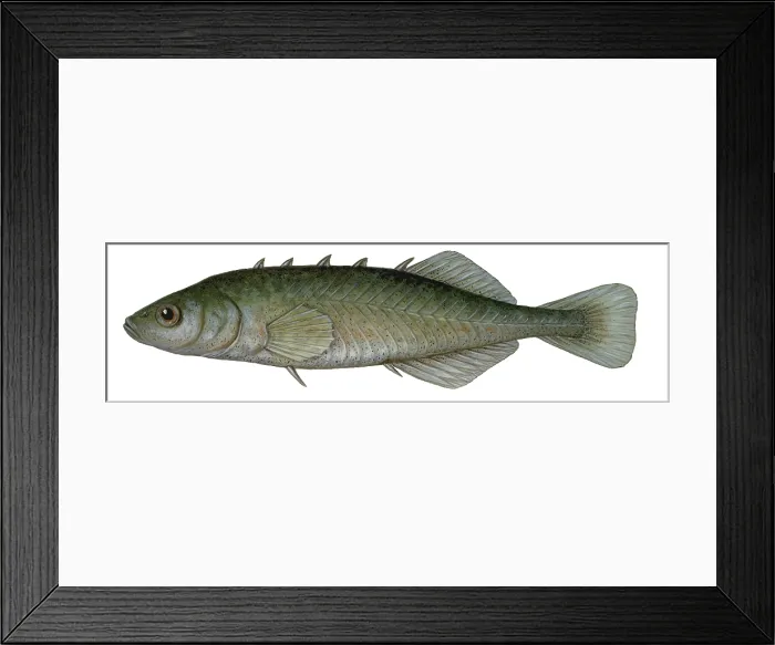 Framed Print : Stickleback Framed Print : Stickleback