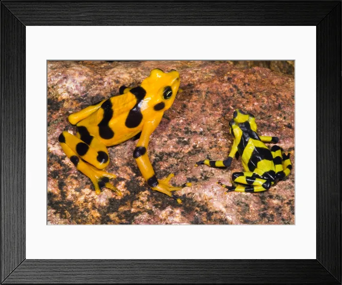 Framed Print : Harlequin Toad Framed Print : Harlequin Toad