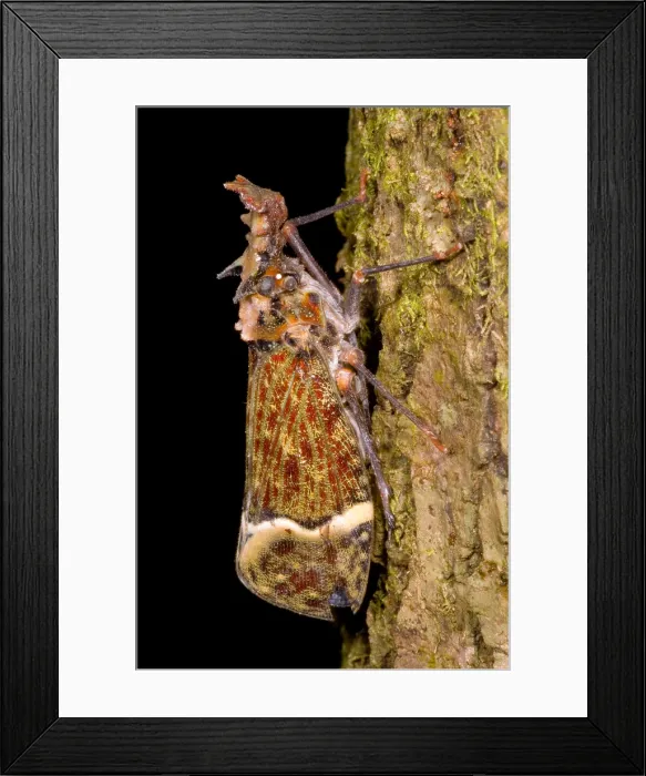 Framed Print : Lantern Fly