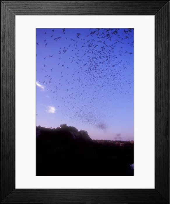 Framed Print : Mexican Freetail Bats Framed Print : Mexican Freetail Bats