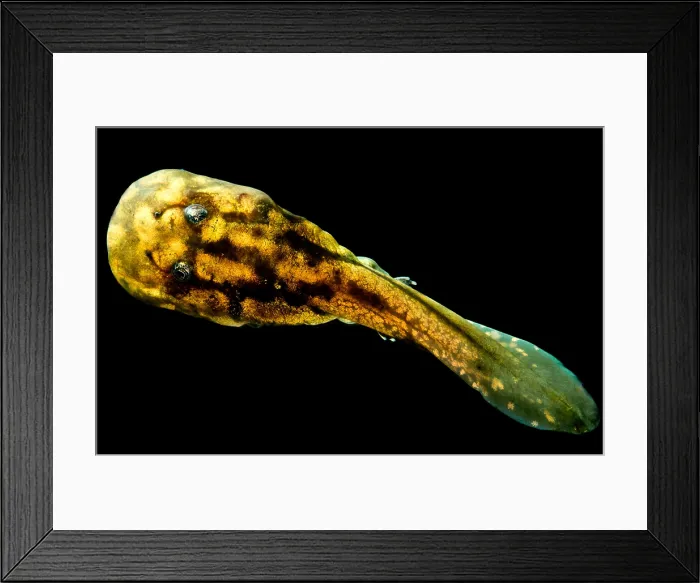 Framed Print : Pelado Mountains False Toad Tadpole
