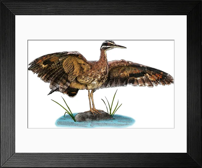 Framed Print : Sunbittern, Eurypyga helias, Illustration Framed Print : Sunbittern, Eurypyga helias, Illustration