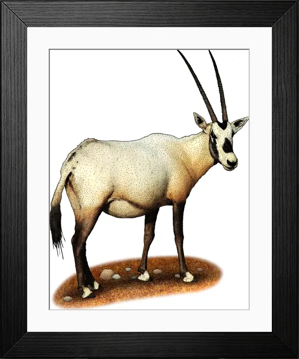 Framed Print : Arabian Oryx, Illustration Framed Print : Arabian Oryx, Illustration