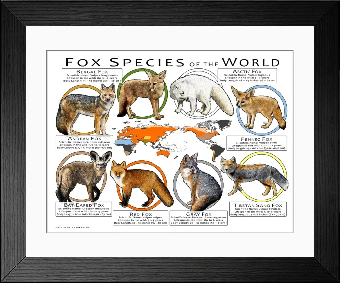 Framed Print : Fox Species of the World Framed Print : Fox Species of the World