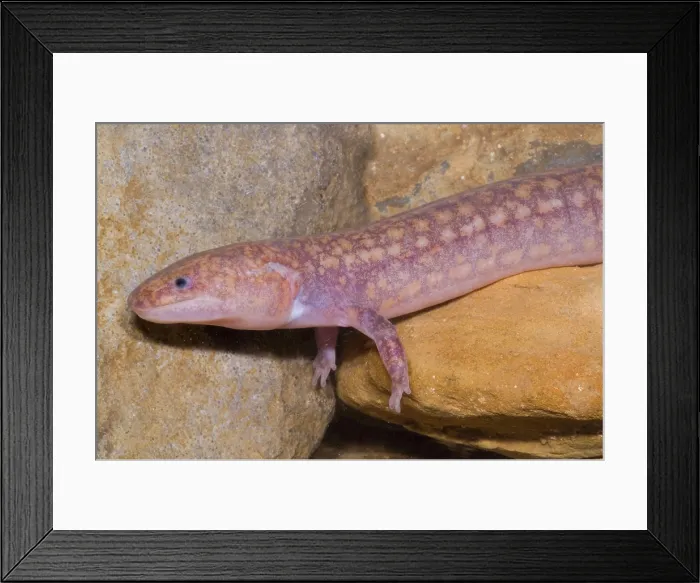 Framed Print : West Virginia Spring Salamander