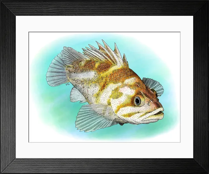 Framed Print : Copper Rockfish Framed Print : Copper Rockfish