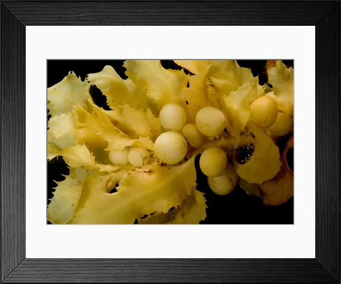 Framed Print : Sargassum Weed Framed Print : Sargassum Weed