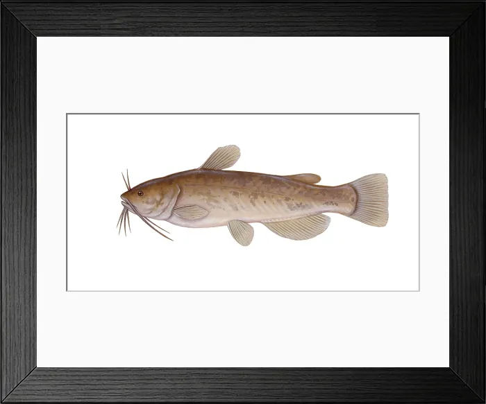 Framed Print : Brown Bullhead Framed Print : Brown Bullhead