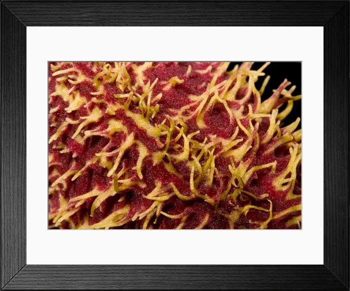 Framed Print : Bulbophyllum Orchid Framed Print : Bulbophyllum Orchid