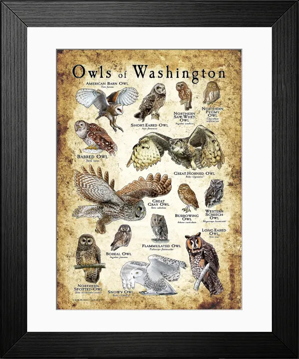 Framed Print : Owls of Washington Framed Print : Owls of Washington