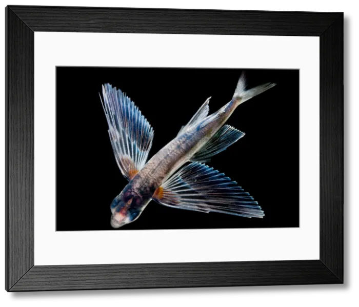 Framed Print : Spotfin Flyingfish Framed Print : Spotfin Flyingfish