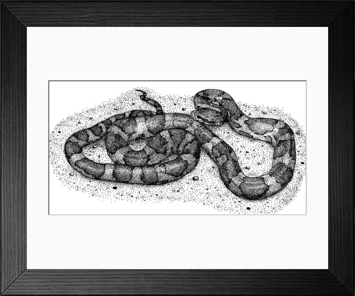 Framed Print : Corn Snake Framed Print : Corn Snake
